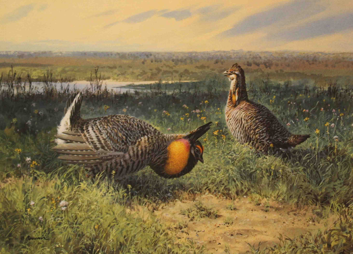 John Cowan’s 1987 Texas Non-Game Stamp print of an Attwater’s prairie chicken displaying on native Texas grassland, with inflated orange air sacs and detailed plumage.