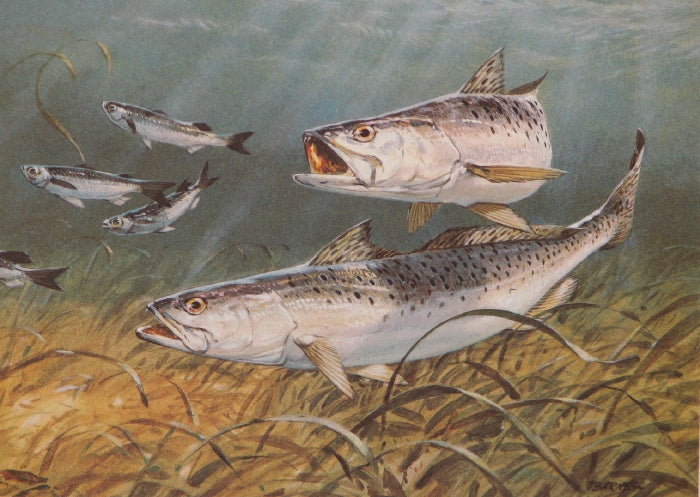Al Barnes 1987 Texas Saltwater Stamp print "Speckled Trout" depicting a realistic speckled trout swimming beneath the water’s surface.