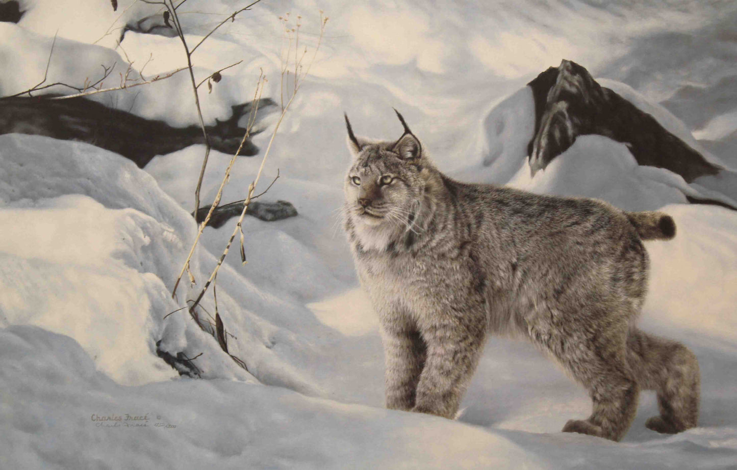 Charles Fracé’s print A Radiant Moment featuring a Canadian lynx standing in a snowy clearing, with detailed fur and golden light casting a soft glow on the scene.