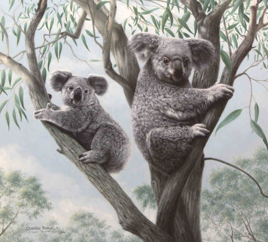 Limited edition wildlife print “Ambassadors” by Charles Fracé featuring a mother koala with her joey in a eucalyptus tree.