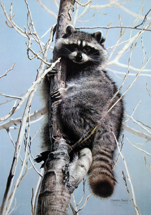 Charles Fracé print "Bandit" featuring a detailed portrait of a raccoon with vivid fur texture and alert expression.