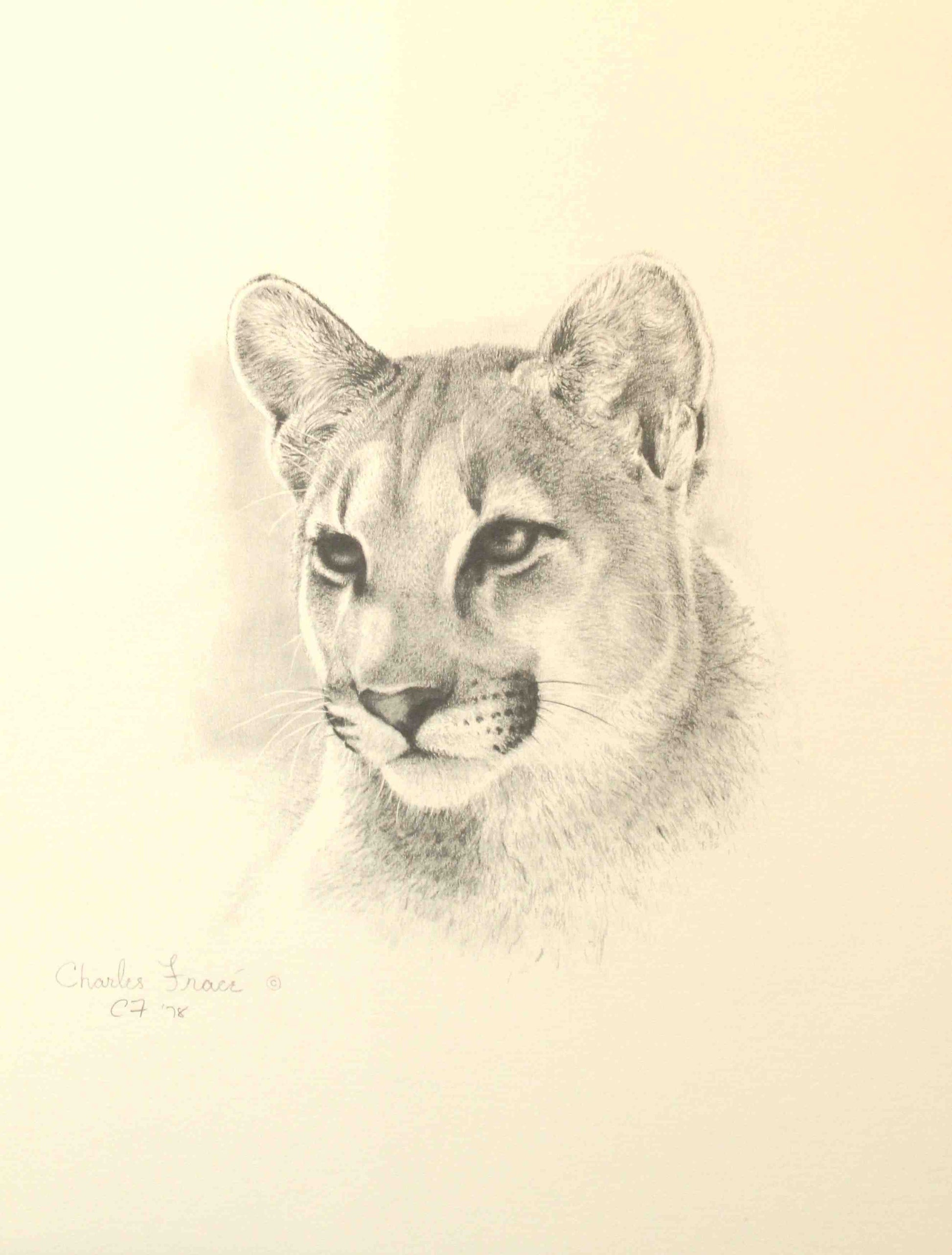 Close up study of the head of a cougar