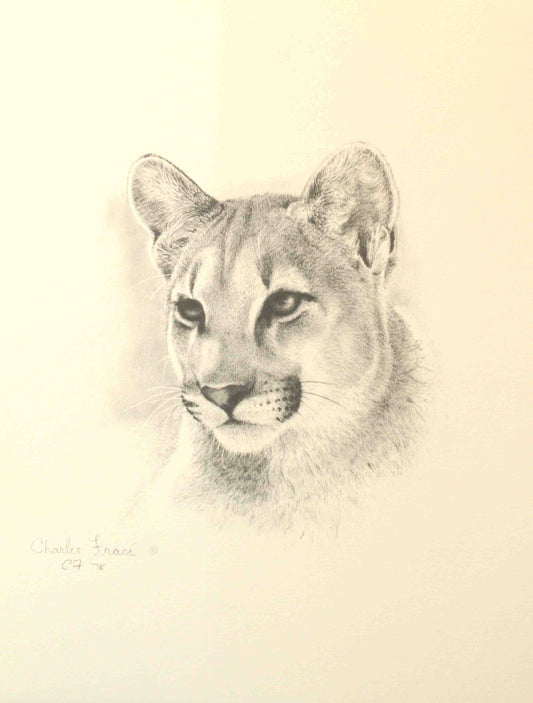 Close up study of the head of a cougar
