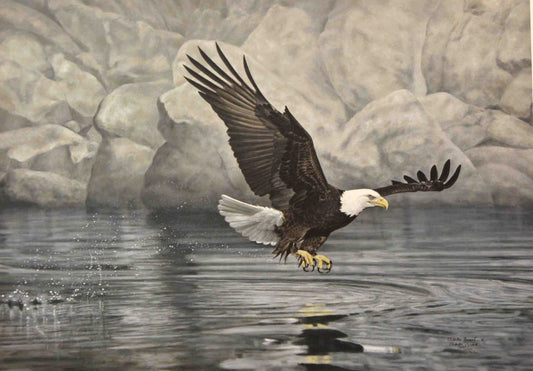 Limited edition wildlife print “First Strike” by Charles Fracé depicting a bald eagle launching into flight with talons extended.