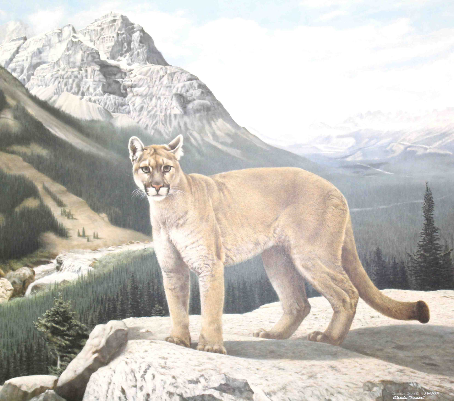 His Domain wildlife art print by Charles Fracé – signed limited edition cougar artwork