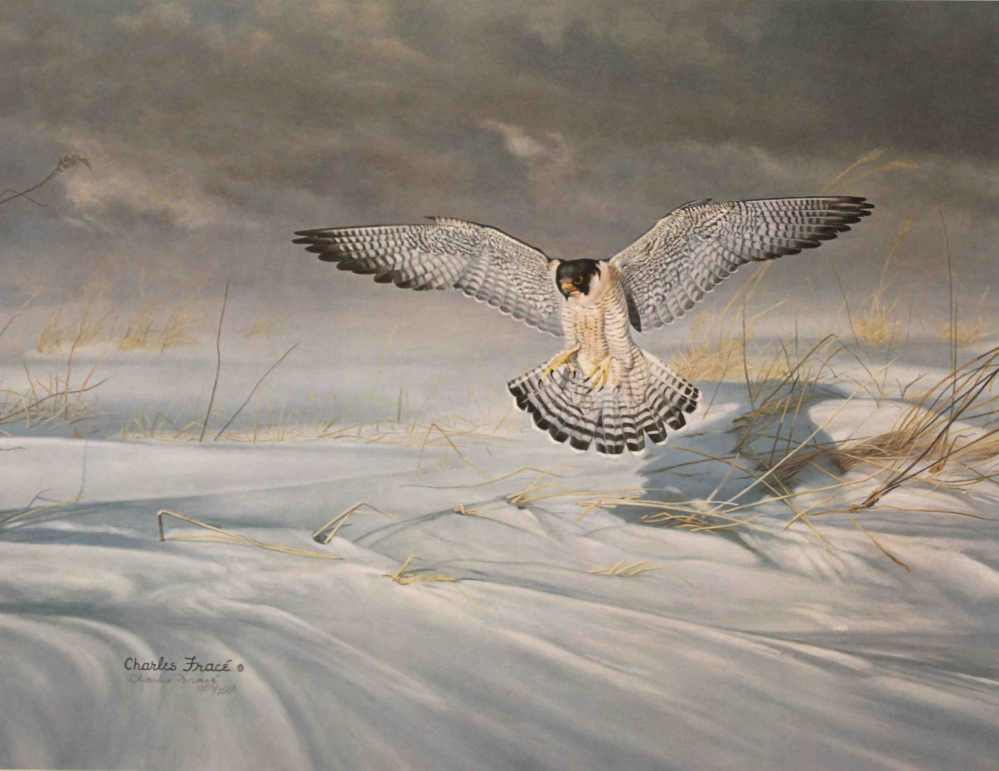 Charles Fracé print of a peregrine falcon perched alertly, showcasing detailed feathers and a noble expression.