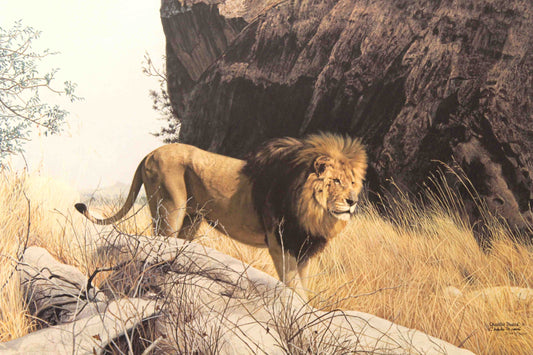Limited edition wildlife print “Mighty Warrior” by Charles Fracé featuring a majestic male lion standing proudly on the savannah.