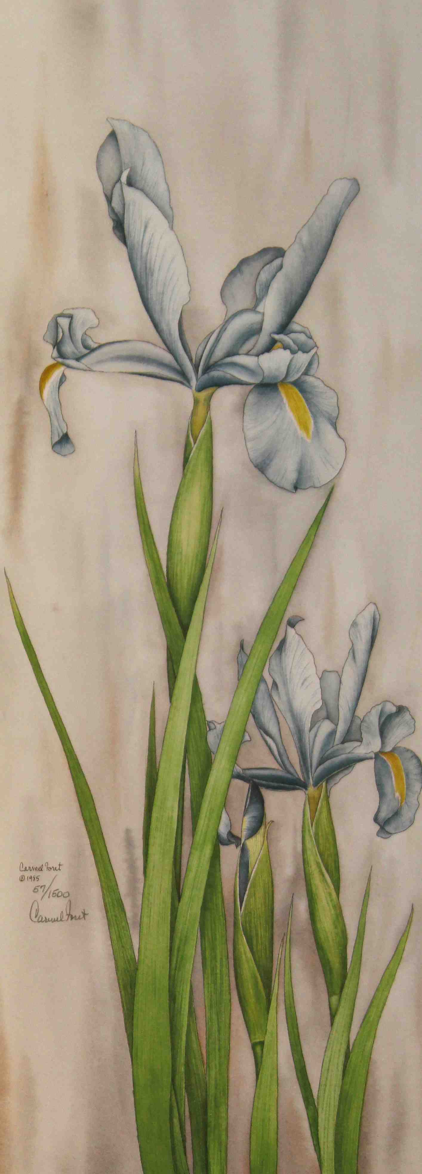 Carmel Foret Print My Blue Irises II – Signed Floral Art Print