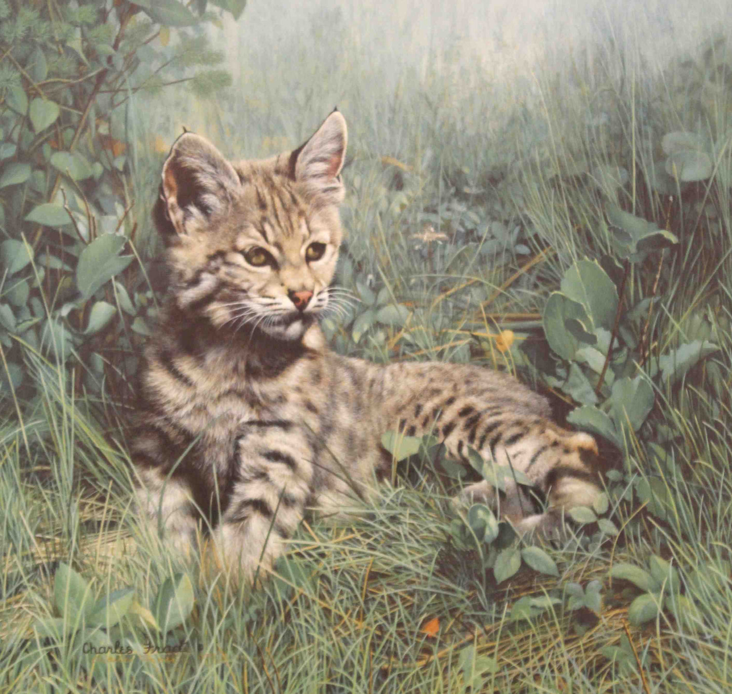 Nature's Dawn by Charles Fracé – young bobcat cub exploring a sunlit forest