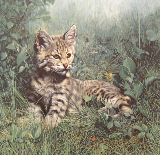 Limited edition wildlife print “Nature’s Dawn” by Charles Fracé featuring a young bobcat cub exploring in the soft light of early morning.