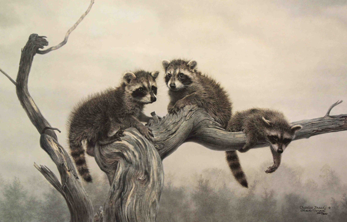 Young raccoons perched on a tree branch in Out on a Limb by Charles Fracé