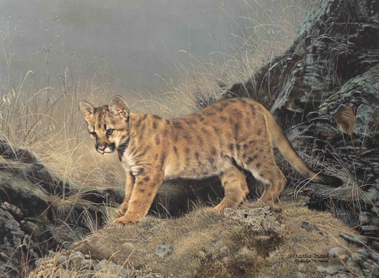 Charles Fracé print of a Florida panther crouched alertly in a forest setting, with detailed fur and piercing eyes.