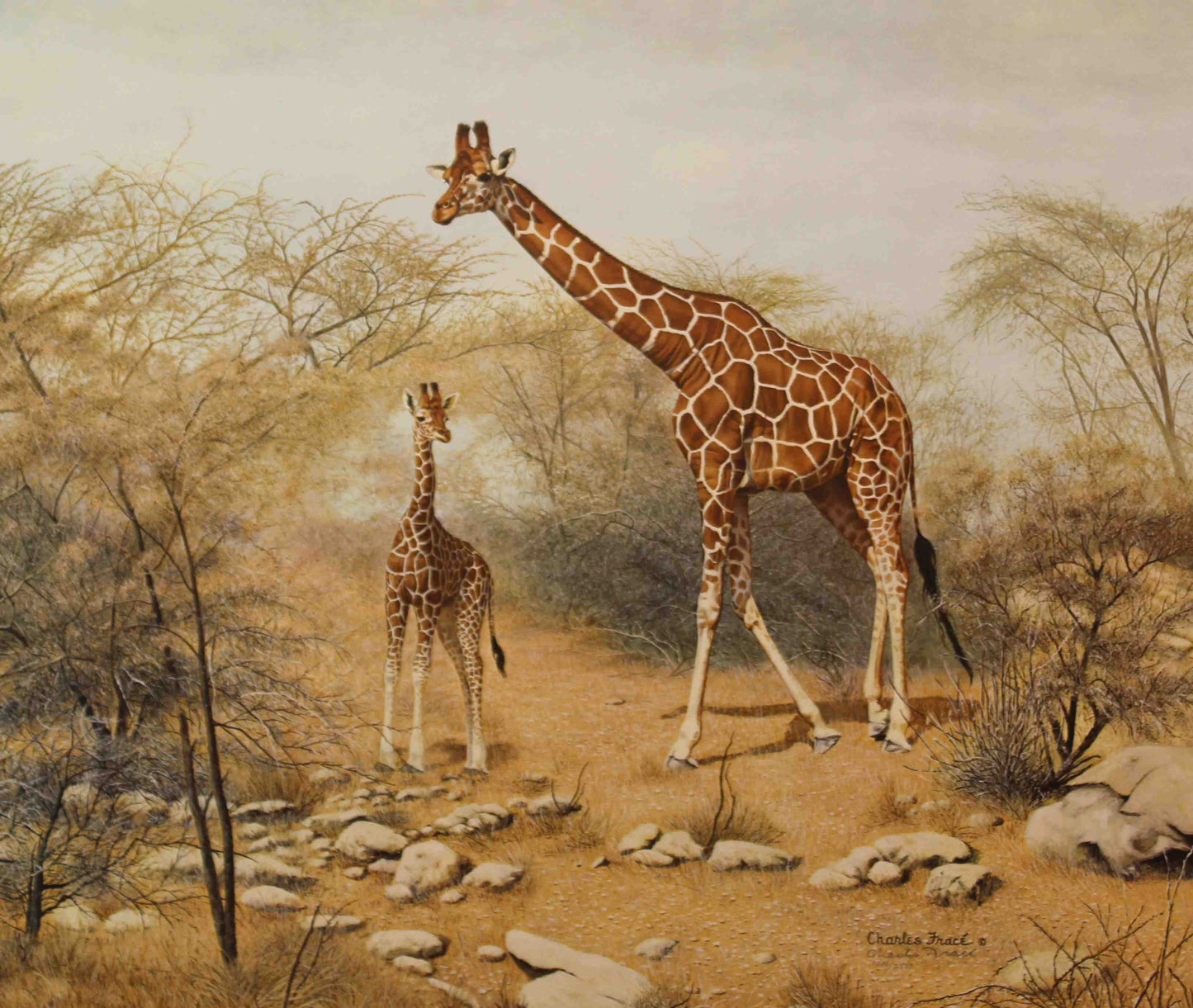 Charles Fracé print of a reticulated giraffe standing in an African landscape with detailed patchwork coat.