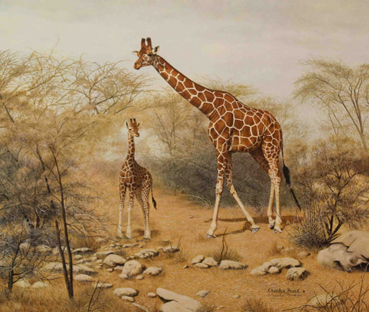 Charles Fracé print of a reticulated giraffe standing in an African landscape with detailed patchwork coat.