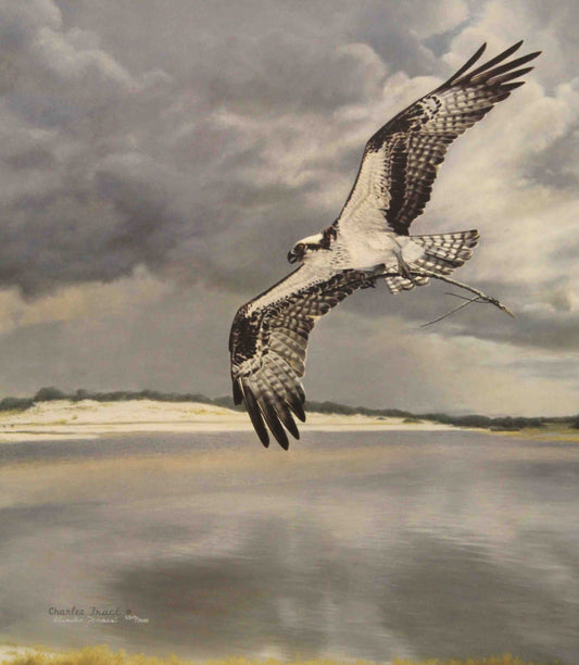 Limited edition wildlife print “Safe Return” by Charles Fracé featuring an osprey soaring with wings spread, carrying a fish back to its nest.