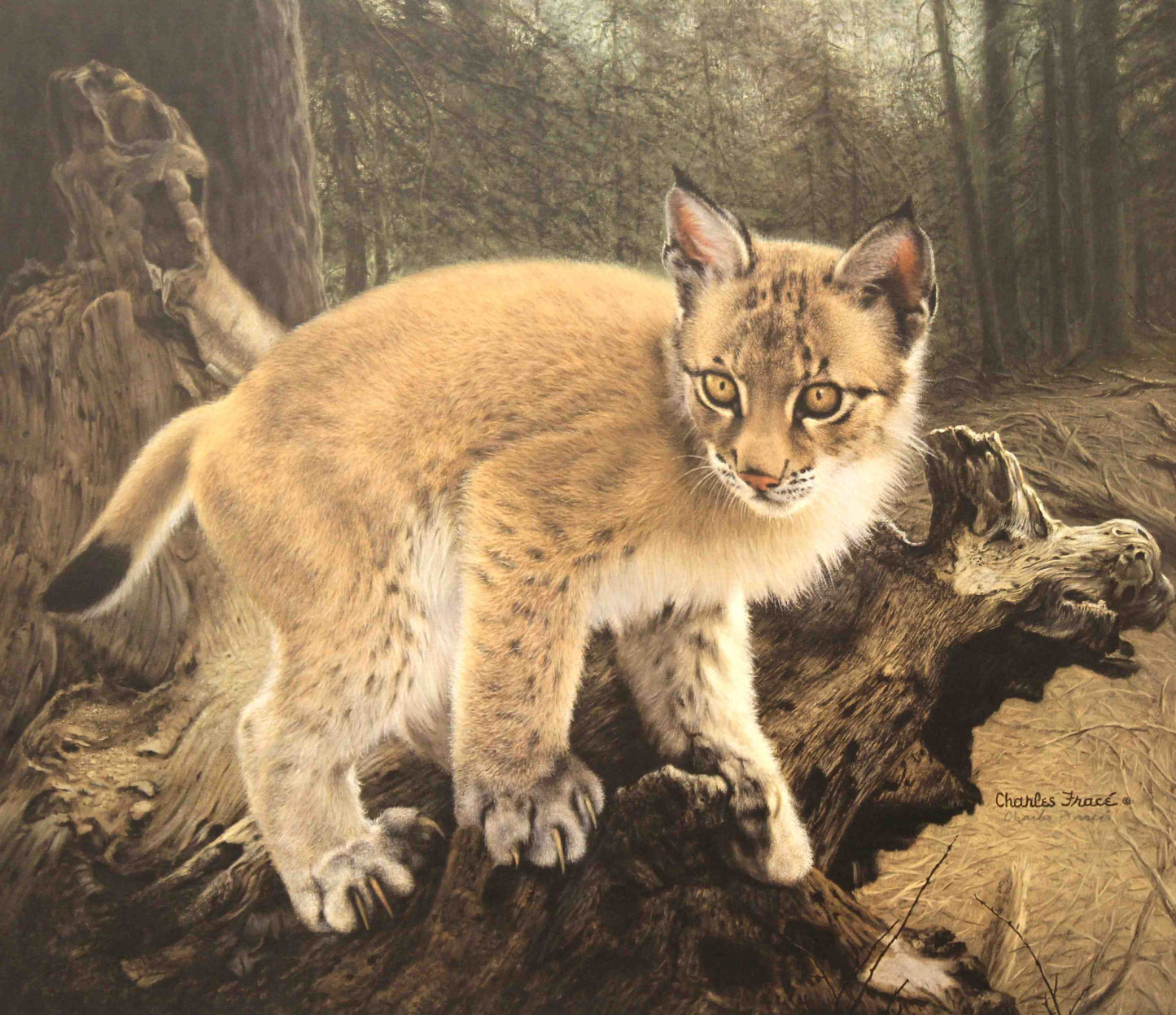 Charles Fracé’s print Siberian Lynx Cub showing a young lynx sitting in a snowy forest, with detailed fur, tufted ears, and expressive, curious eyes.