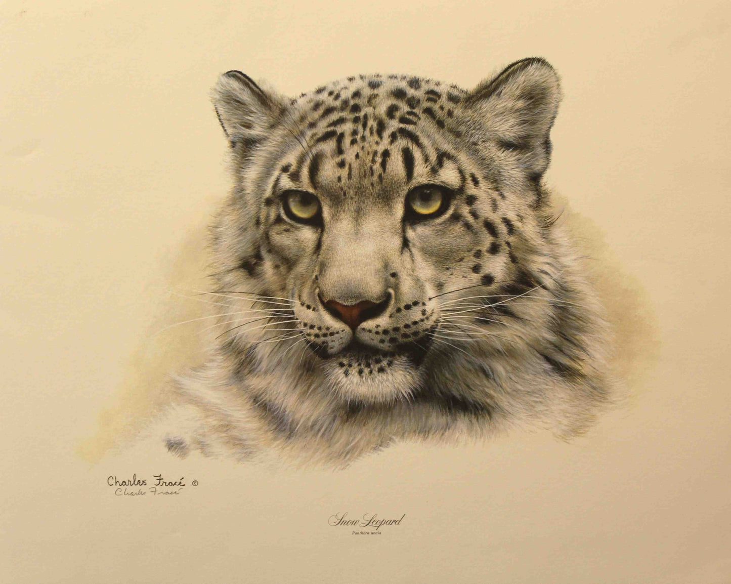 Charles Frace print of the head of a sbnow leopard.