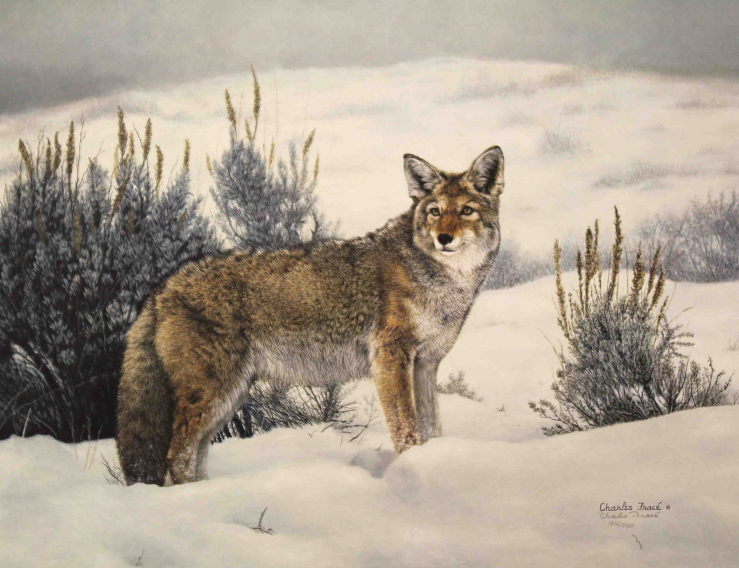 Lone coyote standing in snowy landscape in Solitude by Charles Fracé