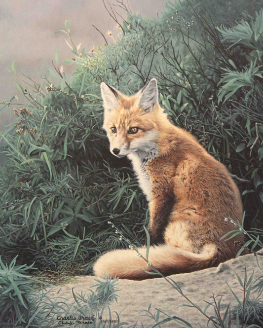 Limited edition wildlife print “Taking a Break” by Charles Fracé featuring a red fox resting calmly among grasses and fallen leaves.