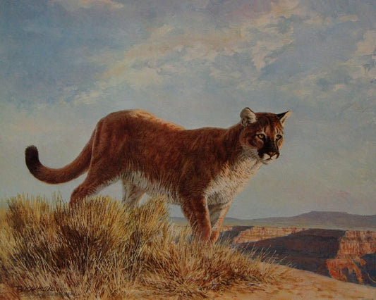Charles Fracé print "The American Lion" featuring a realistic mountain lion standing alert in a rugged natural landscape.