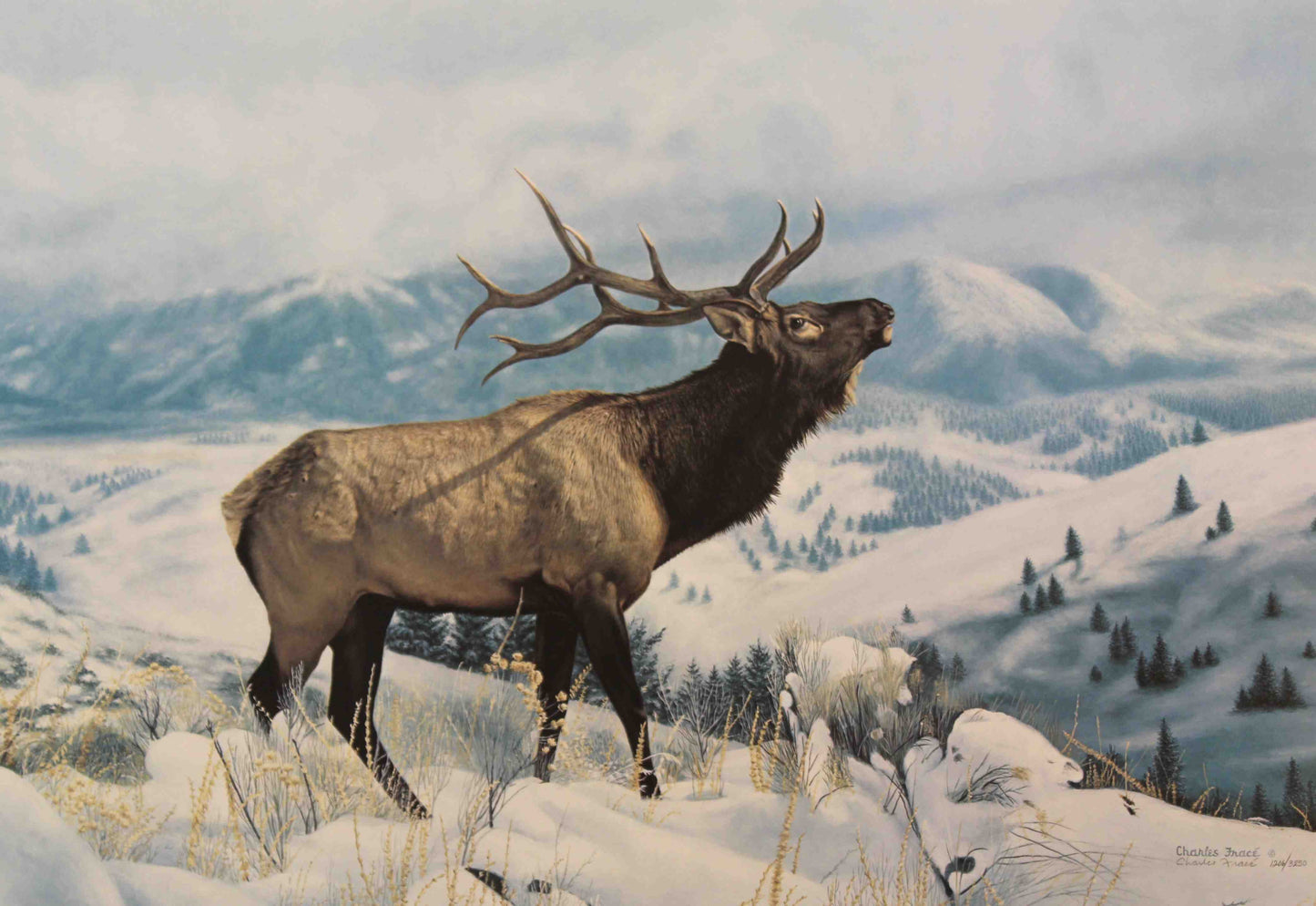 Majestic bull elk bugling in mountain setting in The Challenger by Charles Fracé