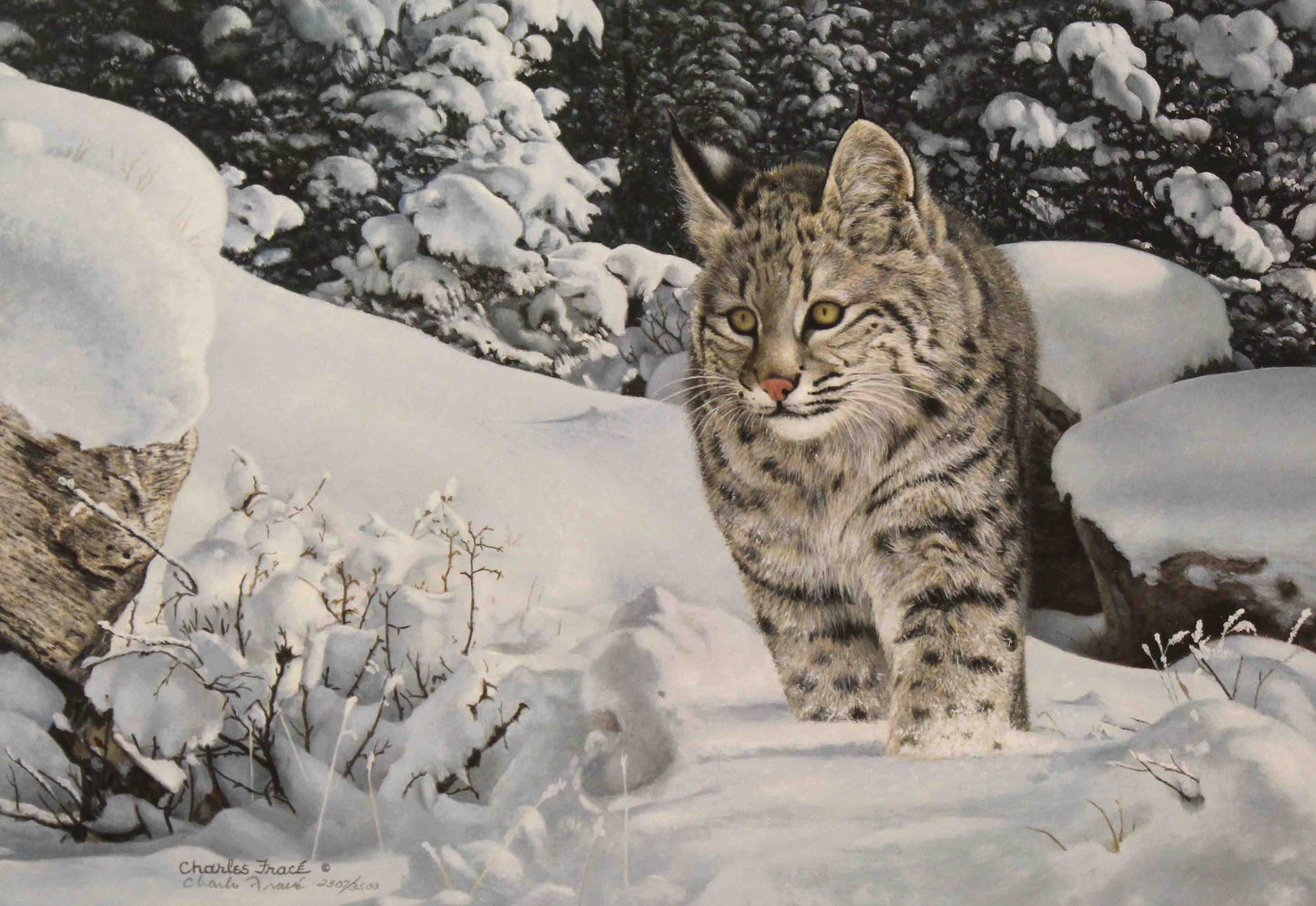 Bobcat prowling through forest floor in The Quest by Charles Fracé