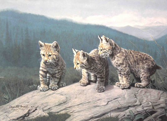 Charles Fracé’s print Three of a Kind showing three bobcat cubs resting among rocks and brush, with lifelike fur detail and expressive eyes.