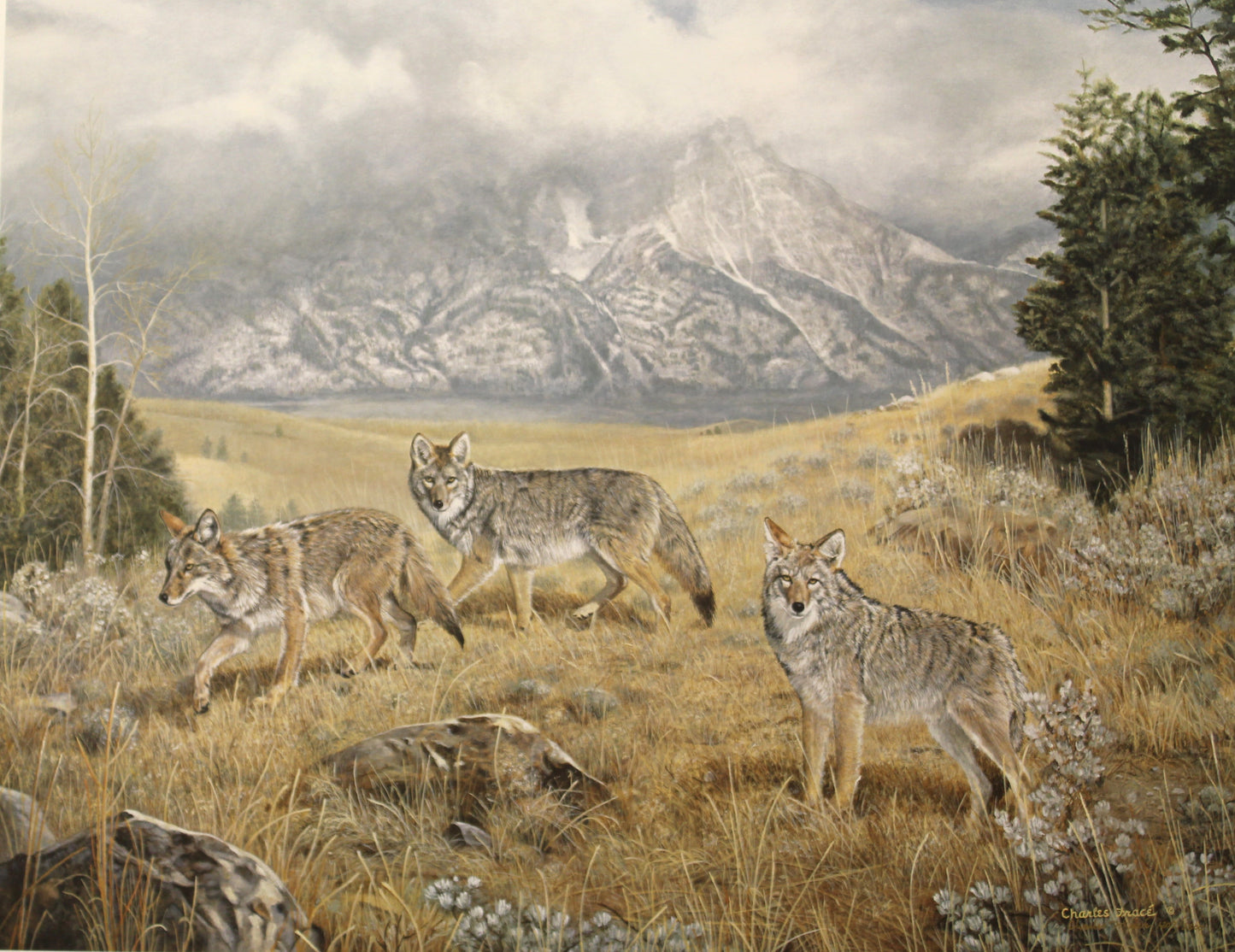 Charles Fracé print of three coyotes walking alertly through a natural landscape with detailed fur and lifelike expressions.