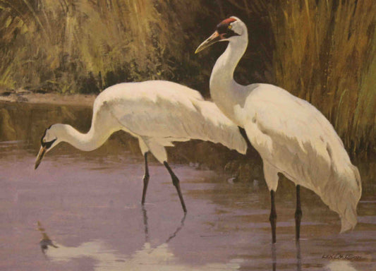 Ken Carlson’s 1985 Texas Non-Game Stamp print featuring two whooping cranes flying gracefully over a marsh, with detailed white plumage and a serene coastal landscape.
