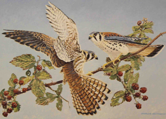 Charles Beckendorf 1988 Texas Non-Game Stamp Print showing an American Kestrel perched on a branch with detailed plumage and a soft sky background.