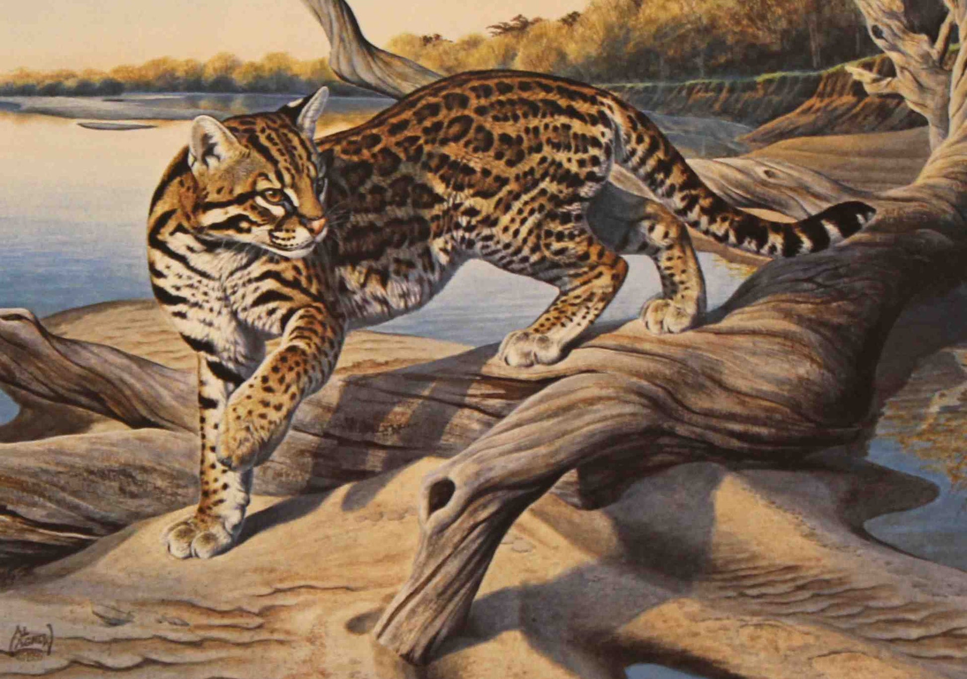 Al Agnew’s 1989 Texas Non-Game Stamp print of an ocelot walking through dense South Texas brush, rendered in realistic detail with a golden, spotted coat.