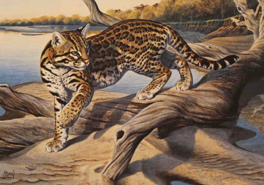 Al Agnew’s 1989 Texas Non-Game Stamp print of an ocelot walking through dense South Texas brush, rendered in realistic detail with a golden, spotted coat.