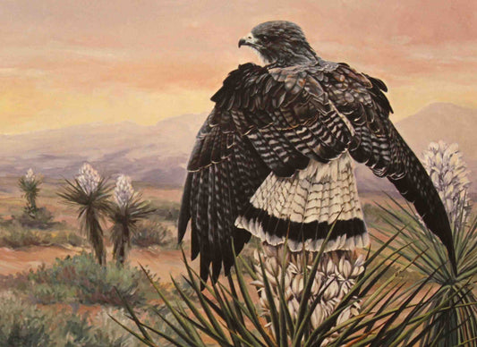 Pamela Davis-King’s 1991 Texas Non-Game Stamp print of a white-tailed hawk soaring over open prairie, wings outstretched and feathers rendered in lifelike detail.