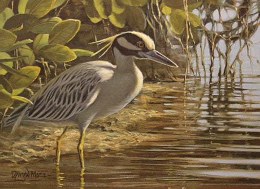 Gary Moss’s 1992 Texas Non-Game Stamp print depicting a yellow-crowned night heron standing quietly at the edge of a marsh, with detailed plumage and calm water reflections.