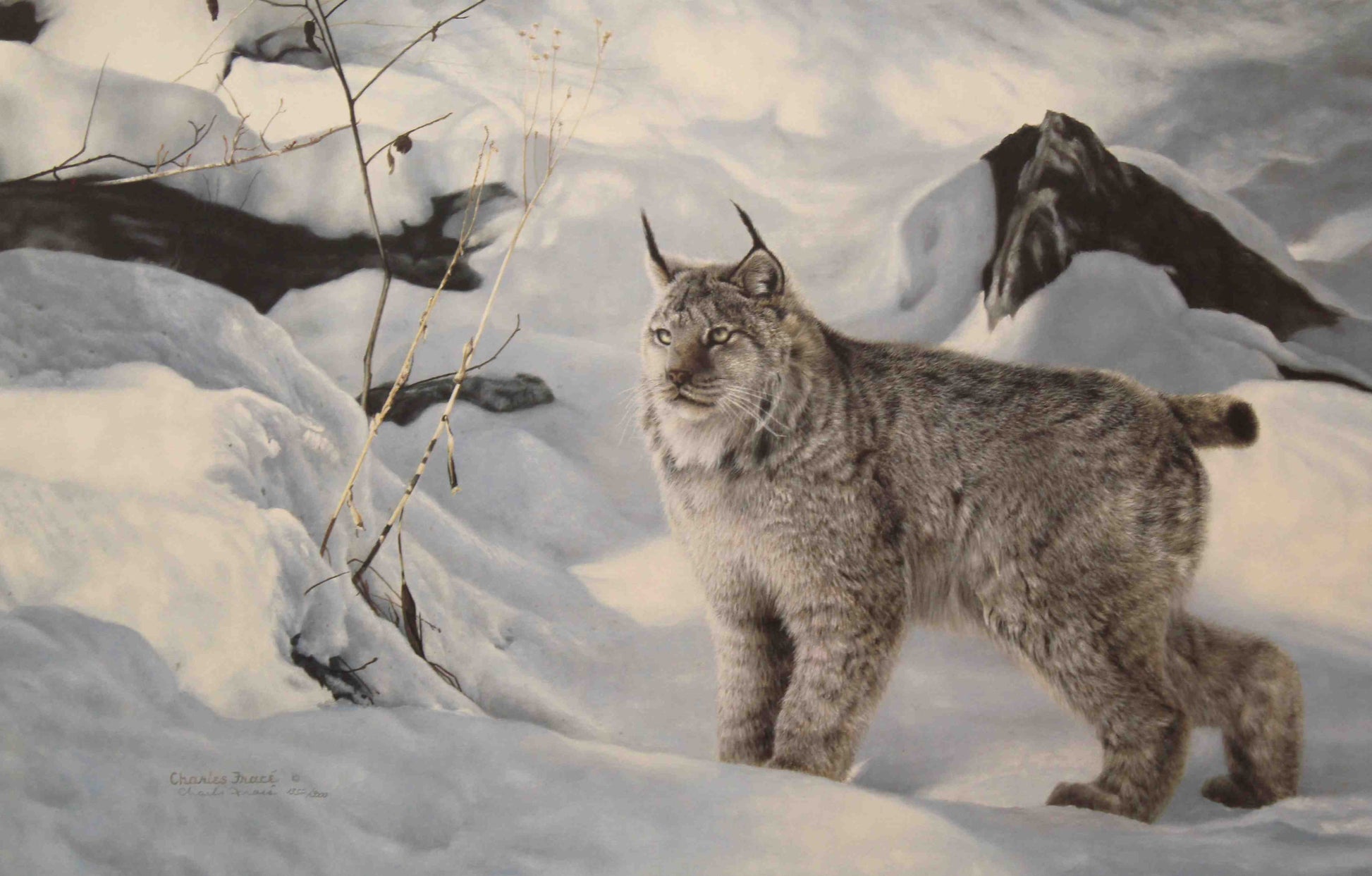 Charles Fracé’s print A Radiant Moment featuring a Canadian lynx standing in a snowy clearing, with detailed fur and golden light casting a soft glow on the scene.