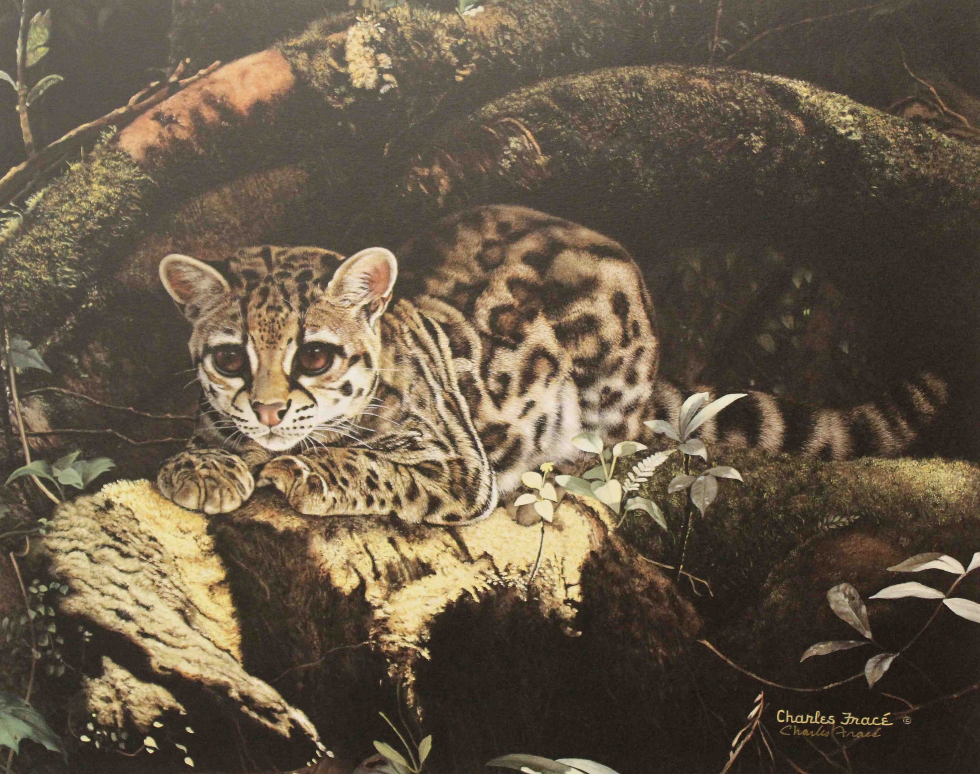 Charles Fracé print of a margay resting in a sunlit patch, with detailed spotted fur and jungle background.