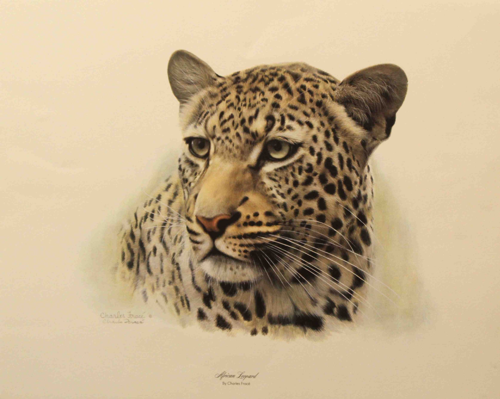 Haed study of african leopard y Charles Frace