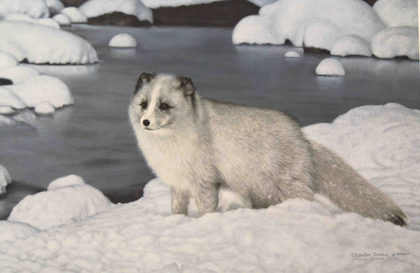Limited edition wildlife print “Alaskan Friend” by Charles Fracé depicting an Arctic fox standing alert in a snowy landscape.