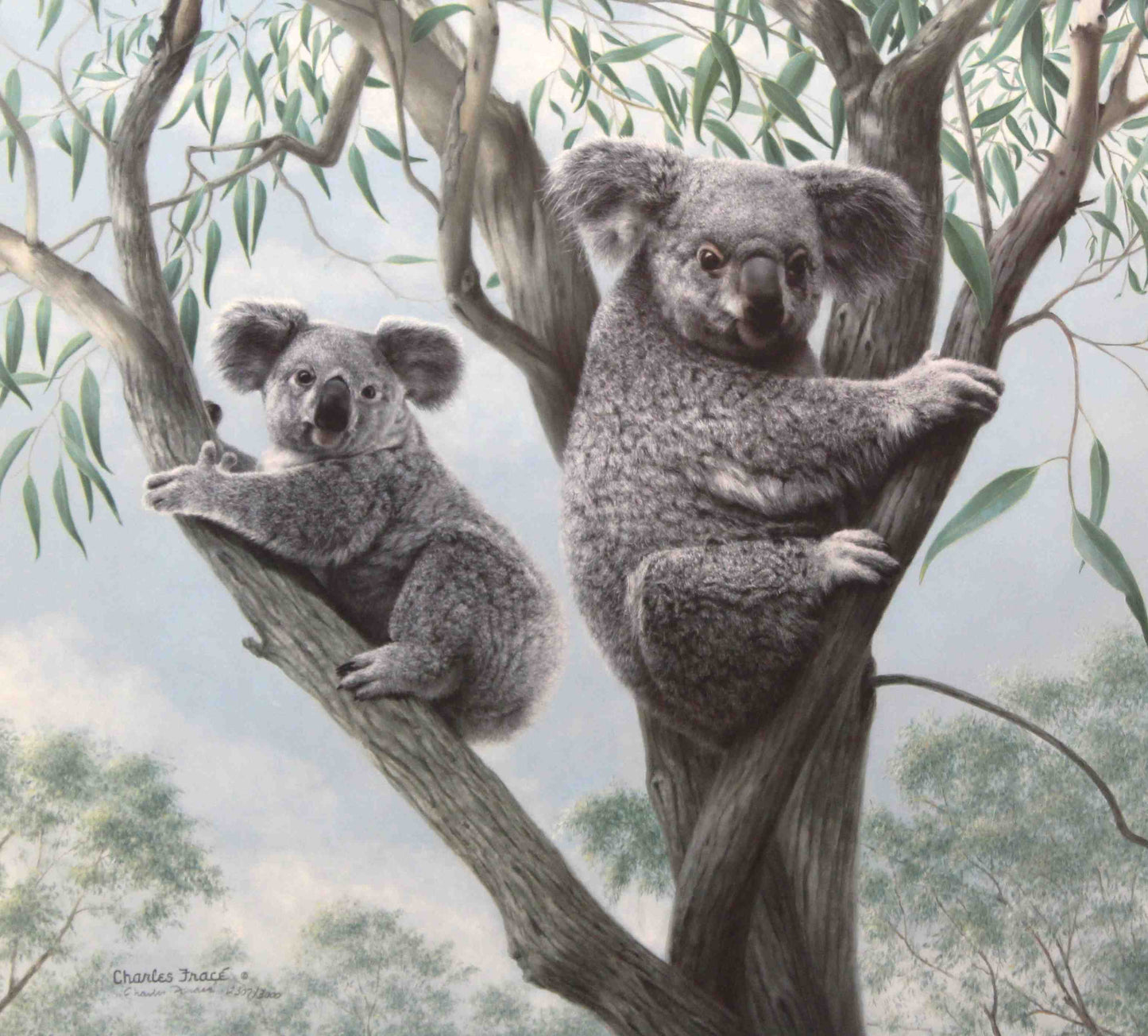 Limited edition wildlife print “Ambassadors” by Charles Fracé featuring a mother koala with her joey in a eucalyptus tree.