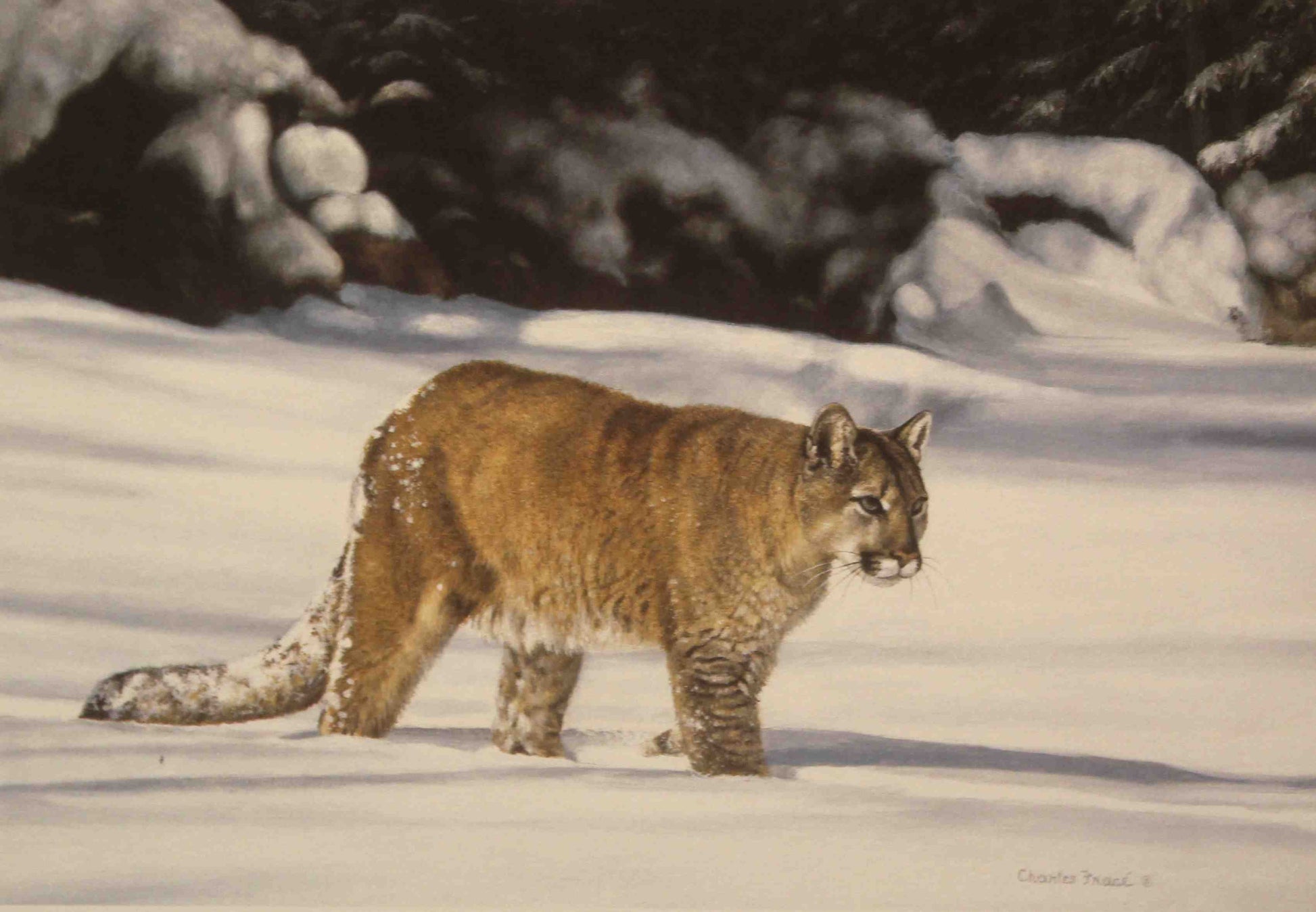 Charles Fracé print titled American Cougar showing a lifelike cougar standing alert in a forest setting, with detailed fur and a focused gaze. Miniature print measures 6.5 x 9.5 inches.