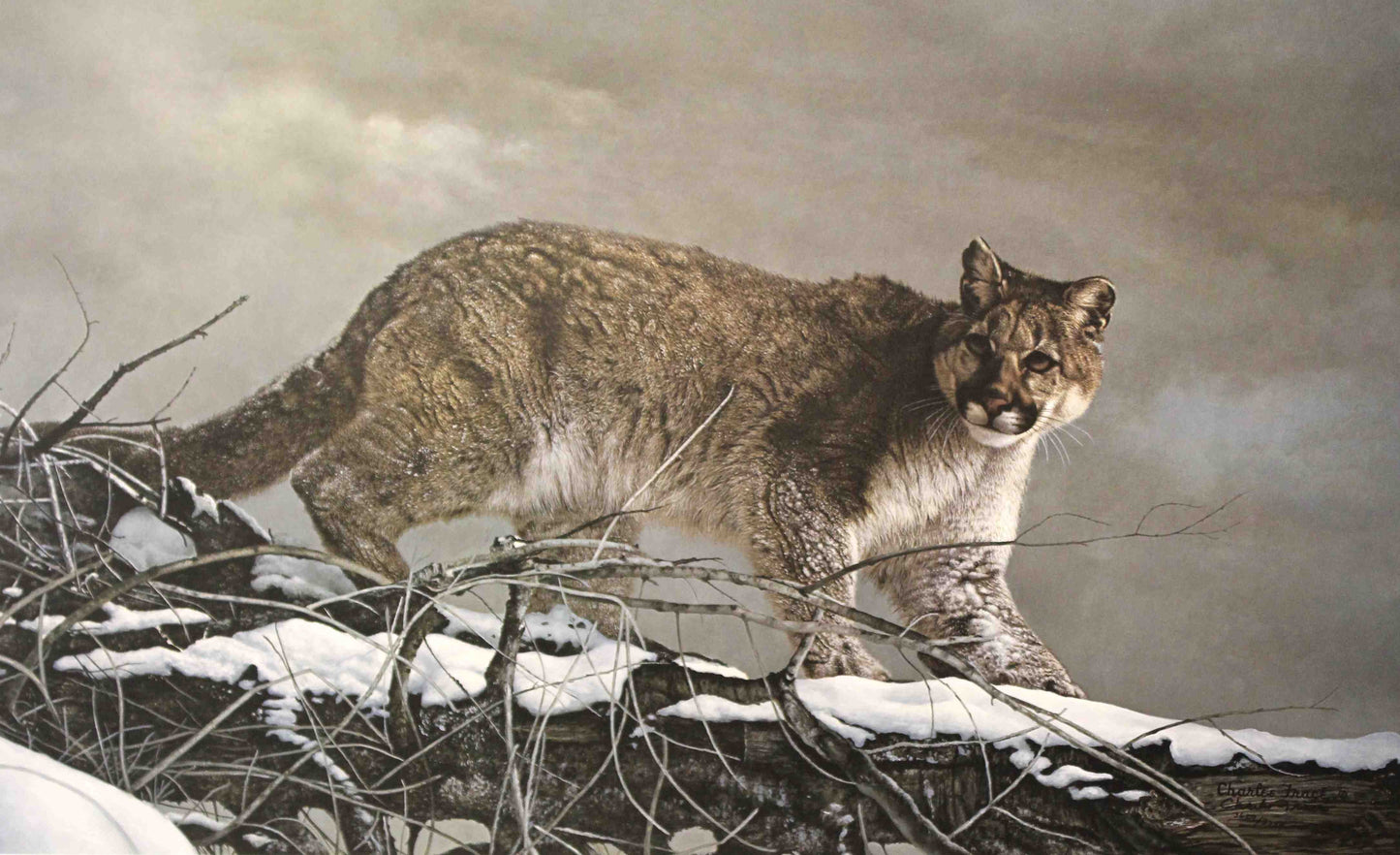 American Monarch cougar art print by Charles Fracé – signed and numbered limited edition mountain lion wildlife artwork.