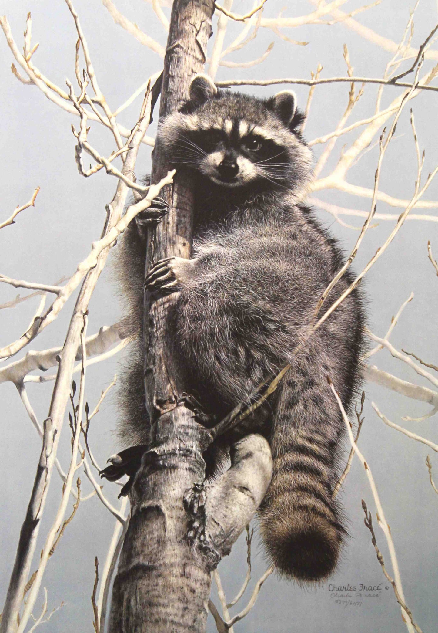 Limited edition wildlife print “Bandit” by Charles Fracé depicting a raccoon peeking out from behind tree branches