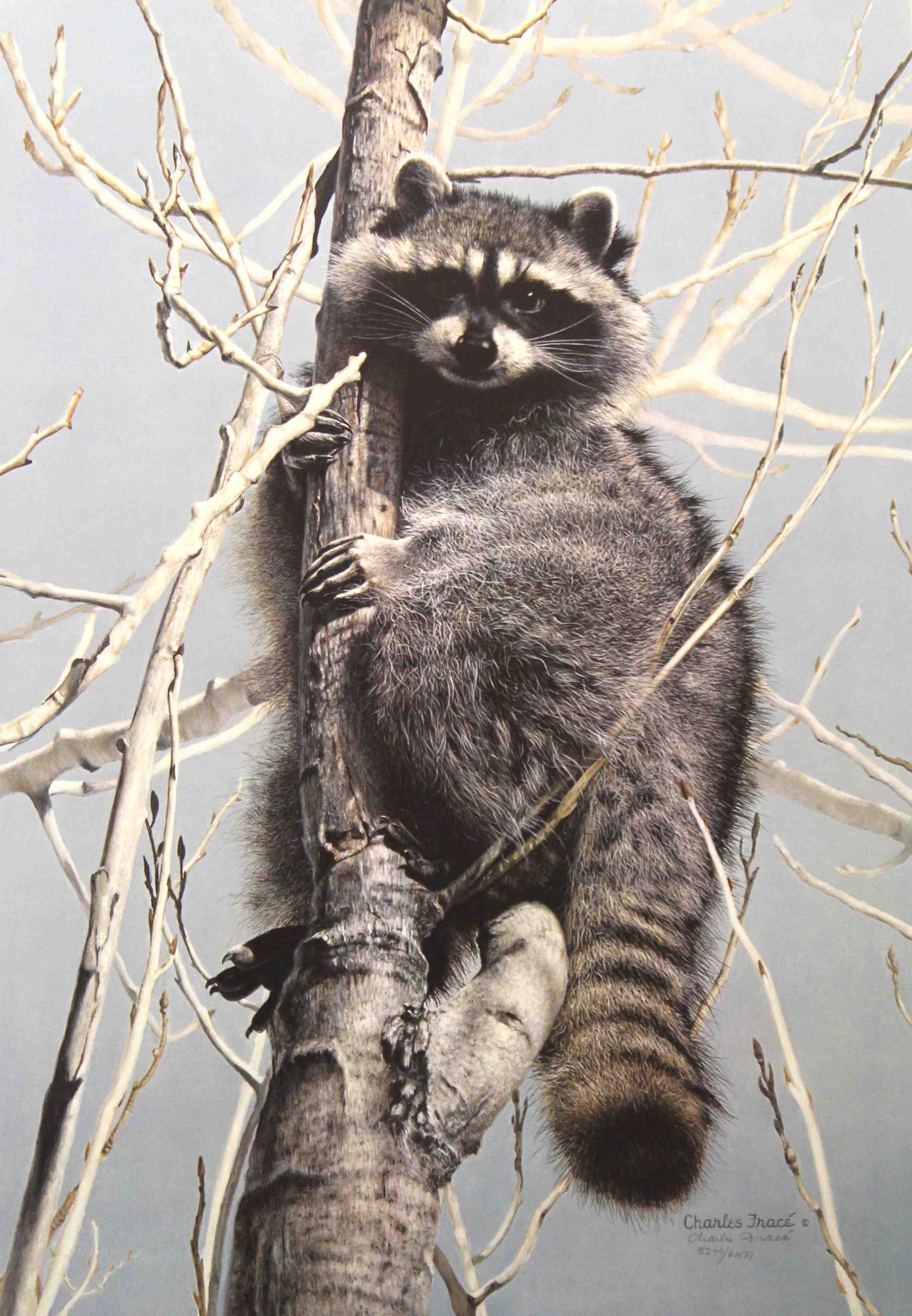 Limited edition wildlife print “Bandit” by Charles Fracé depicting a raccoon peeking out from behind tree branches
