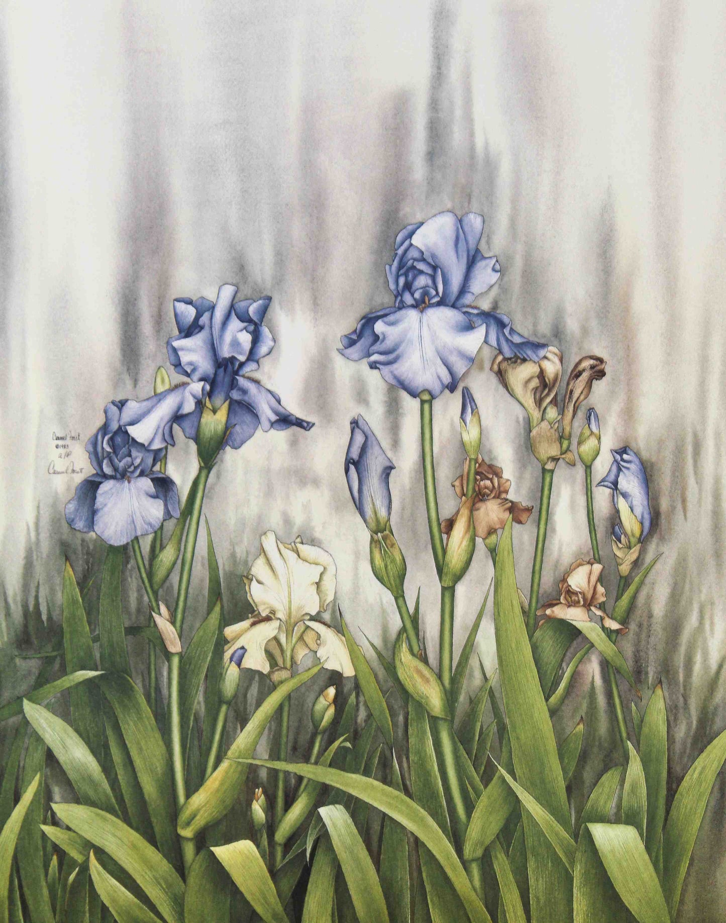 Bearded Iris Garden by Carmel Foret – Floral Art Print for Wall