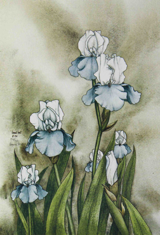Carmel Foret floral print Blue & White Irises – signed Carmel Foret art print featuring blue and white iris flowers.