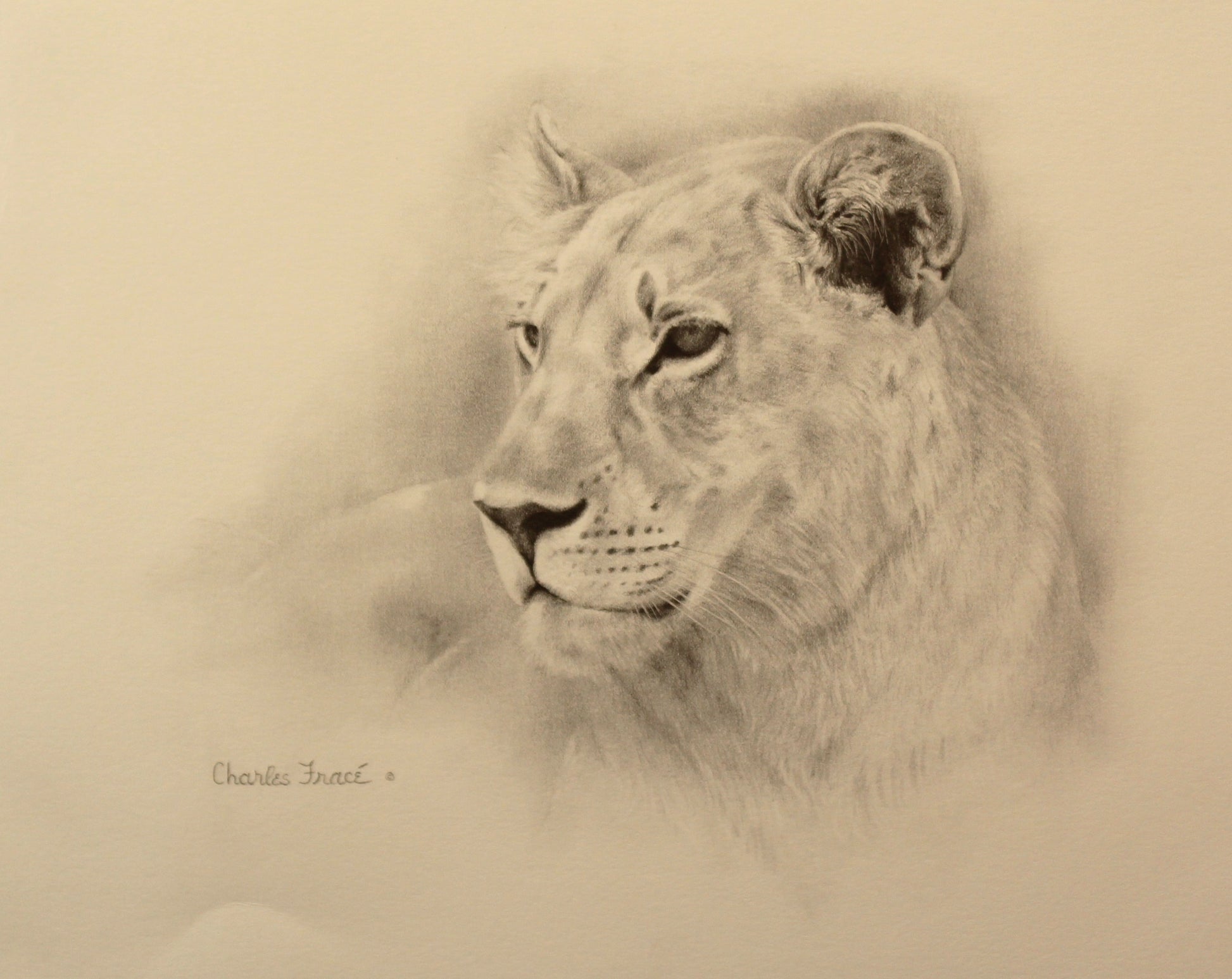 Charles Frace print of a close up of a female lion.