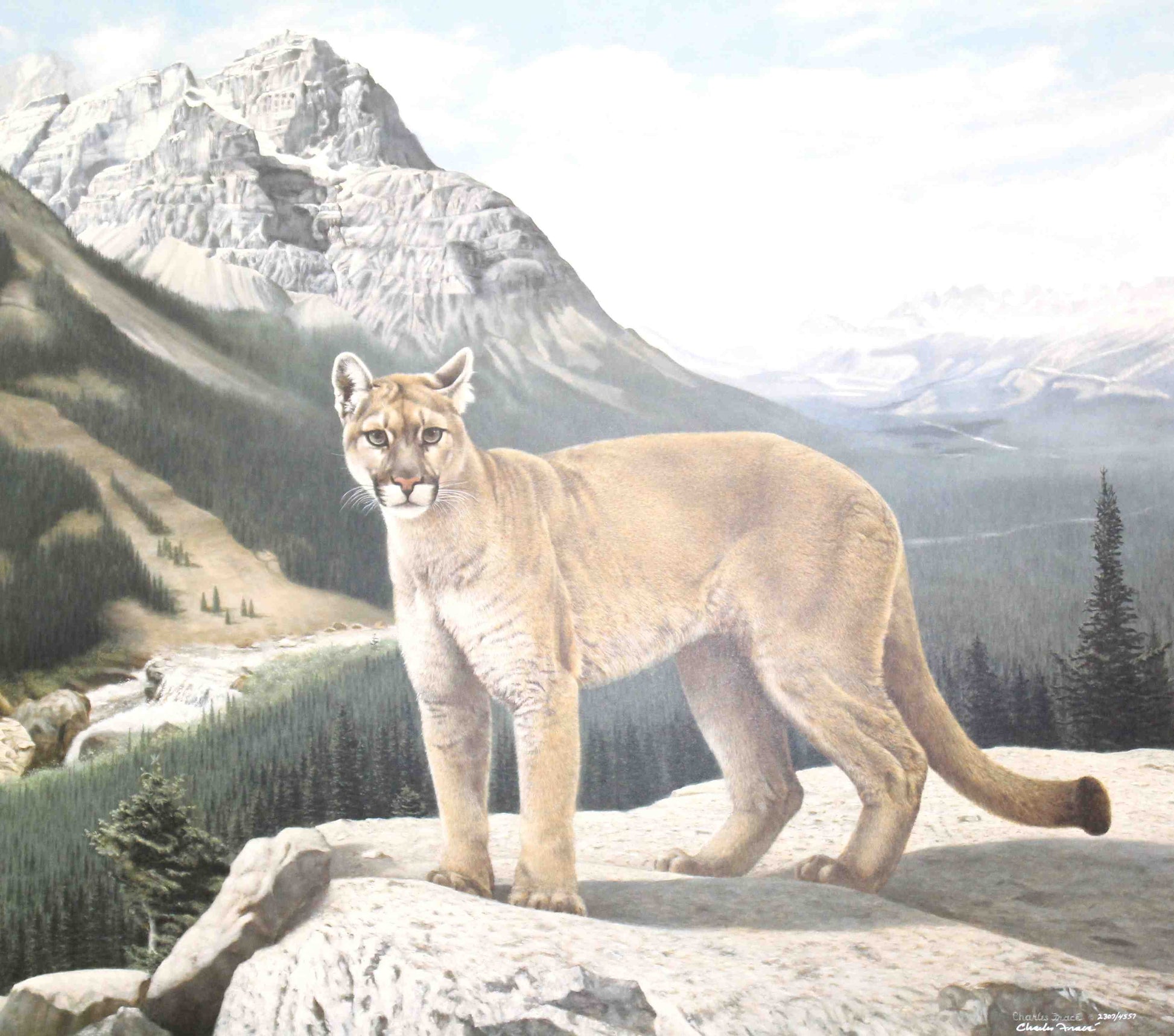 His Domain wildlife art print by Charles Fracé – signed limited edition cougar artwork