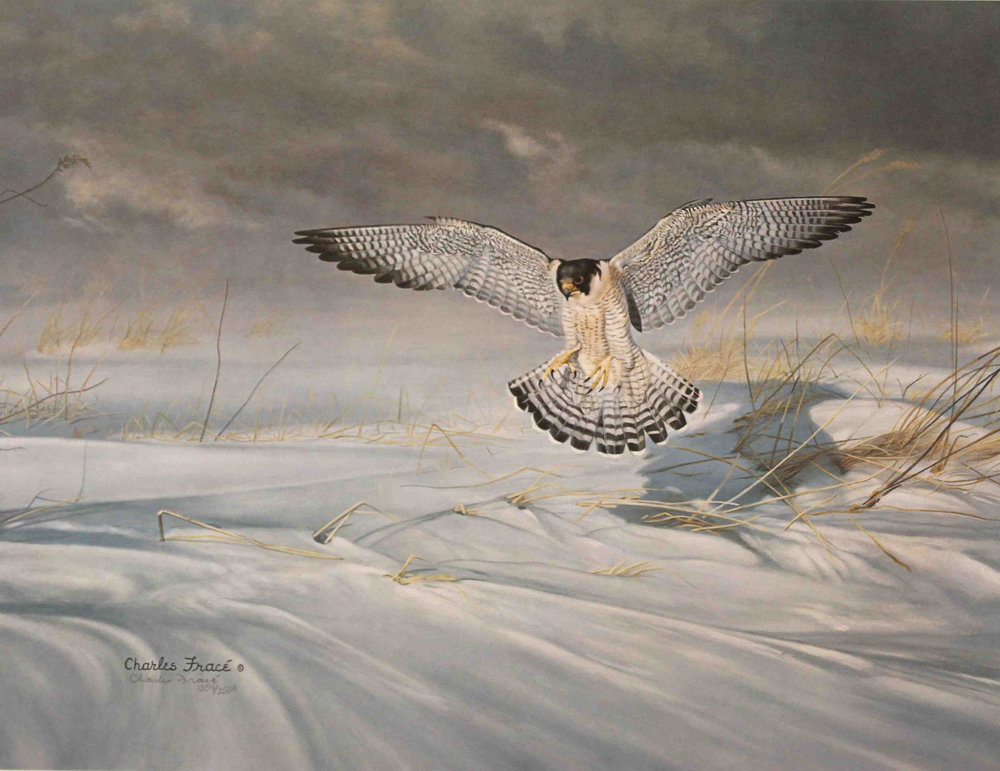 Charles Fracé print of a peregrine falcon perched alertly, showcasing detailed feathers and a noble expression.