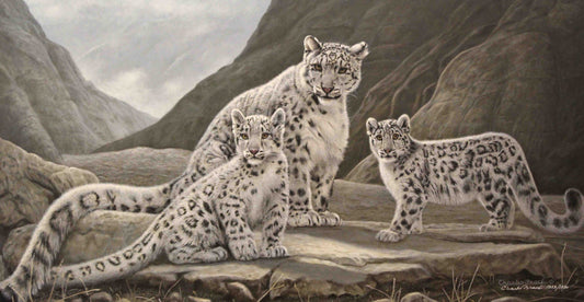 Kinship by Charles Fracé – two snow leopards resting together on a snowy ledge
