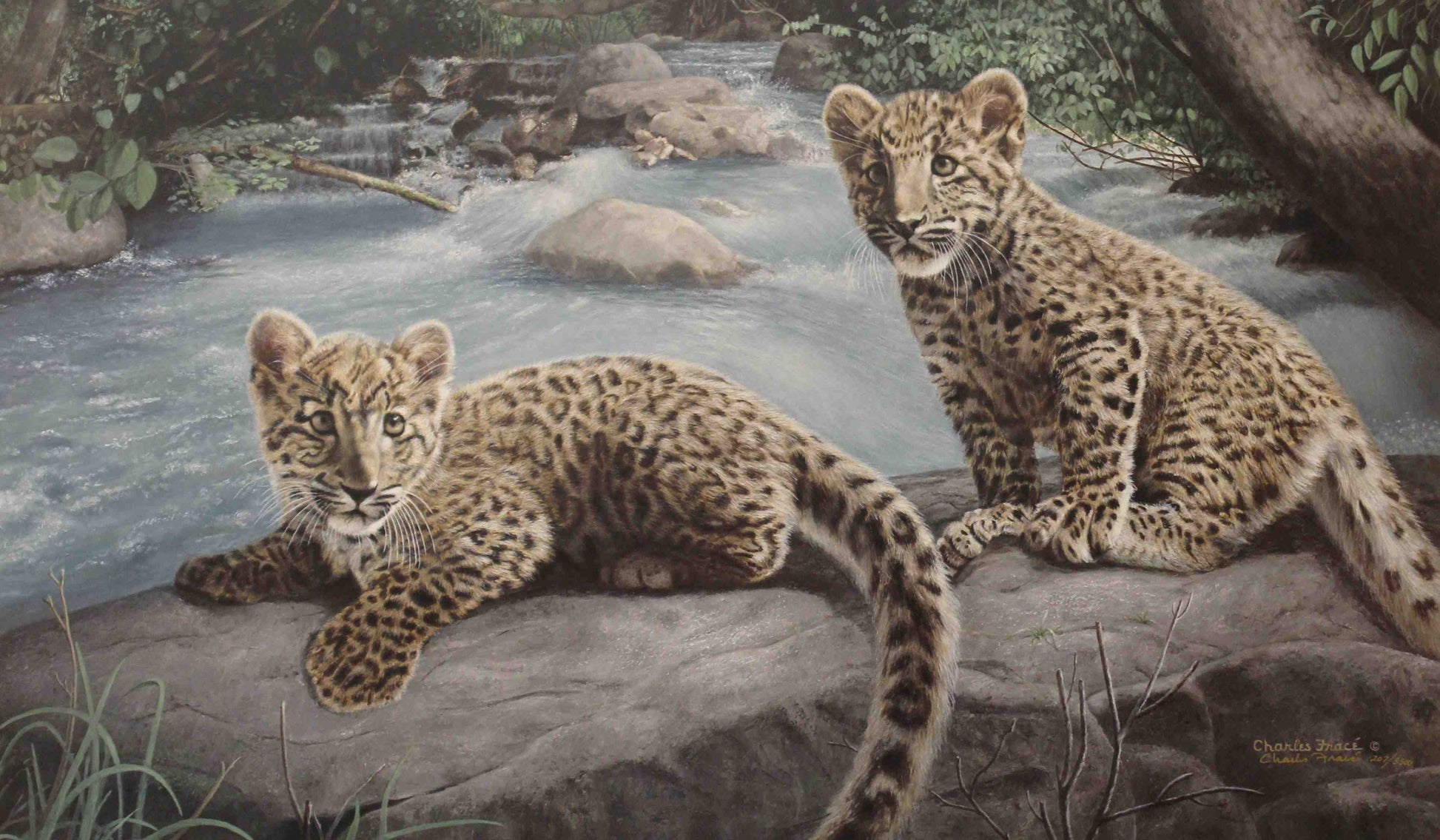 Messengers of Hope Amur leopard art print by Charles Fracé – signed and numbered limited edition wildlife artwork.